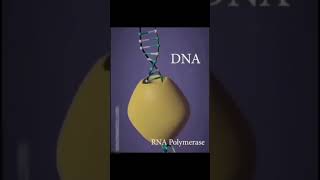 DNA transcription and translation 3d animation  class 12 shorts medical youtubeshorts [upl. by Enrobyalc517]