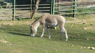 Equus hemionus kulan Groves amp Mazák 1967 [upl. by Milks]