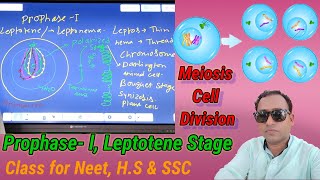 Prophasel Leptotene stage Bouquet stage Synerzids polarized stage Meiosis cell Division [upl. by Adnilemre323]