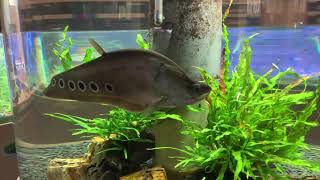 スポテッドナイフフィッシュ Spotted knifefish [upl. by Ekenna]