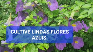 LINDAS FLORES AZUIS DA THUNBERGIA ERECTA VOCÊ VAI AMAR CULTIVAR ESSA PLANTA QUE ENCHE DE FLORES [upl. by Heydon]