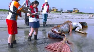 SEREIAS REAIS CAPTURADAS POR CÂMERAS QUE IMPRESSIONARAM O PLANETA INTEIRO  DOCUMENTÁRIO DUBLADO [upl. by Nasas]