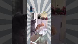 dog 🐕 cat 🐈 fun video😂😂 [upl. by Eirallih824]