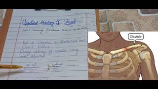 Applied Anatomy Of Clavicle [upl. by Akered886]