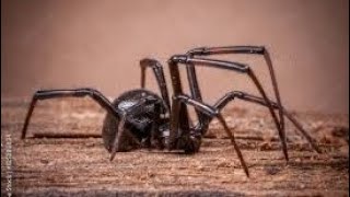 Mexican redknee tarantula vs black widow stick nodes [upl. by Nylaf]