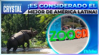 El Zoológico Guadalajara es hogar de especies emblemáticas y en peligro de extinción  Crystal [upl. by Puto470]