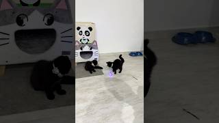 Kitten clip 🐈‍⬛❤️🐈 scottishfold YouTube subscribe [upl. by Seraphim706]