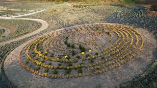 A Sprawling Garden Embodies Van Goghs Starry Night [upl. by Raeann]