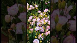 pink bouquet flowers natural flowers youtubeshorts [upl. by Rutledge]