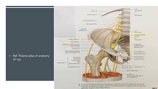 PELVIC NERVES PRESENTATION [upl. by Marcellina]