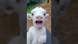 Bode 🐐 fofoqueiro comedia explore memes humor shorts [upl. by Ettenyar908]