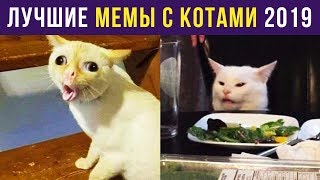 Приколы с котами ЛУЧШЕЕ ЗА 2019 ГОД  Мемозг [upl. by Nirol]