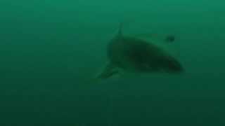 Downrigger Camera Secrets  Lake Trout gone wild [upl. by Fan]