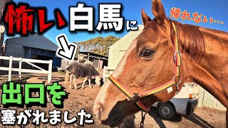 放牧を楽しんだ引退競走馬とお家に帰ろうとしたら、怖い白馬が出入口に鎮座…動く気が一切無いようです。【ツルマルボーイ様のシモシモべ】 [upl. by Persian]