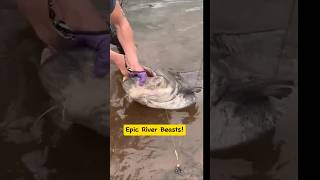 Catching Giant River Monsters Unbelievable Fish of a Lifetime fishing giantfish fypシ゚ shorts [upl. by Katzen]