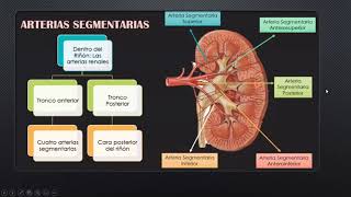 Irrigación e Inervación de los riñones Alejandro Cruz [upl. by Aihsenet855]