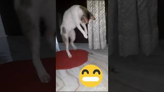 Funny 🤣🤣 cat shorts youtubeshorts Mithus Life [upl. by Trumann406]