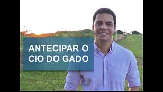 COMO ANTECIPAR O CIO DAS VACAS [upl. by Riva]