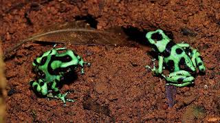 Green And Black Poison Dart Frog Facts You Won’t Believe [upl. by Shanleigh449]