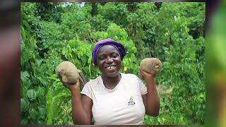 ITC’s Alliances for Yam in Ghana  Mr Nelson Adubofour  Kuapa Kokoo Farmers Union [upl. by Ellynad]