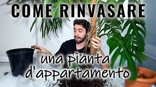 IMPARA A RINVASARE UNA PIANTA DA INTERNO [upl. by Porty1]