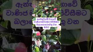 ඇන්තූරියම් වගාවේ වාණිජ මට්ටමට පිවිසීමට බලාපොරොත්තු වන ඔබට🌹 [upl. by Suravat]