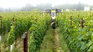 In the Vineyard  Organic Weed Control [upl. by Bradshaw962]