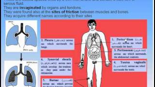 09Serous Membranes1Serous Membranes Anatomy Intro Dr Ahmed Kamal [upl. by Lertnahs]