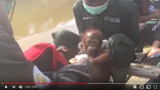 BOS Foundation Rescues Another Orangutan Orphan [upl. by Odicalp]