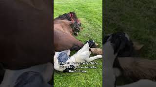 Horse Foaling 101 How to be PREPARED  Tips and Tricks [upl. by Nwahsyt200]