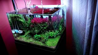 3 miesiące Scapers tank 50 Chihiros RGB 45 [upl. by Ivett]