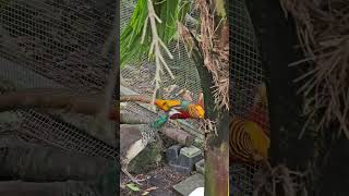 Golden pheasants aviary birds pheasant golden goldenpheasant pheasants [upl. by Sayres]