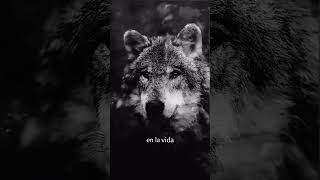 Lobo Negro motivacion desarrollopersonal inspiracion [upl. by Letha]