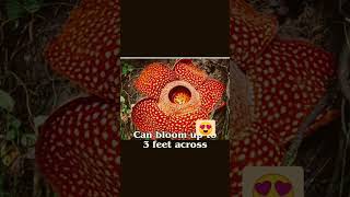 Biggest Flower in the world  Rafflesia [upl. by Adamina93]