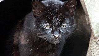 GEOFFROY CAT Species Spotlight [upl. by Rehsu897]