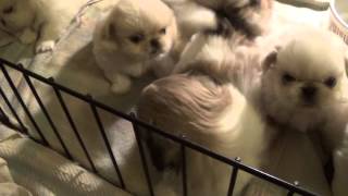 Hope and Dereks Pekingese puppies 5 weeks [upl. by Kuo]