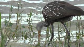 Limpkin also called Carrao Courlan and Crying Bird [upl. by Nnylrebma]