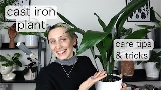 MY EASIEST PLANT  Cast Iron Plant Care [upl. by Lajib]