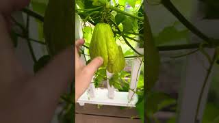 佛手瓜 garden chayote [upl. by Anitsrik]