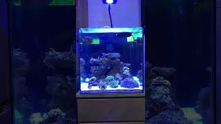 My first reef tank Waterbox Mini Peninsula 25 reef coral saltwateraquarium waterboxaquariums [upl. by Eninaej]