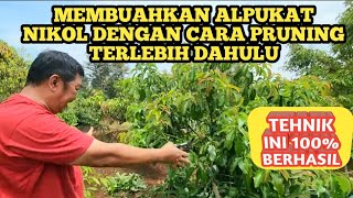 MEMBUAHKAN ALPUKAT NIKOL DENGAN CARA PRUNING TERLEBIH DAHULU [upl. by Raman]