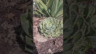 Large Agave KichioKan full of pups growing healthy agavefarmer agave [upl. by Osbourn509]