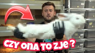 TO BĘDZIE NAJWIĘKSZY POSIŁEK W JEJ ŻYCIU ➡️ CZY DUŻY PYTON SOBIE PORADZI ❓ [upl. by Llenyl]