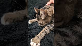 Purrfectly Content 😺 asmr satisfying asmrsounds asmrvideo cat catlovers catlife purrfect [upl. by Emili558]