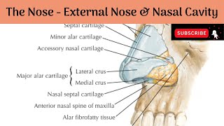 External Nose amp Nasal Cavity  Boundaries  Blood supply amp Nerve Supply Anatomy mbbs education [upl. by Bocoj862]