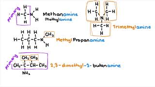 Amines and Amides [upl. by Eentrok612]