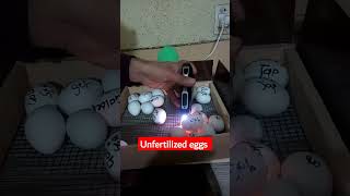 How to Candle Unfertilized Eggs  Hatching Chicken Eggs in Incubator [upl. by Yesteb995]