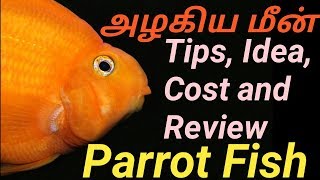 அழகிய மீன் Parrot Fish பற்றி தெரிஞ்சிகோங்க idea  tips  cost review  Fish Aquarium Tamil [upl. by Lawford]