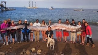 Oarfish Rare 18ft sea serpent discovered off California coast [upl. by Virgy]