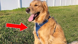 3 Best Harnesses For Golden Retrievers [upl. by Nwahsad]